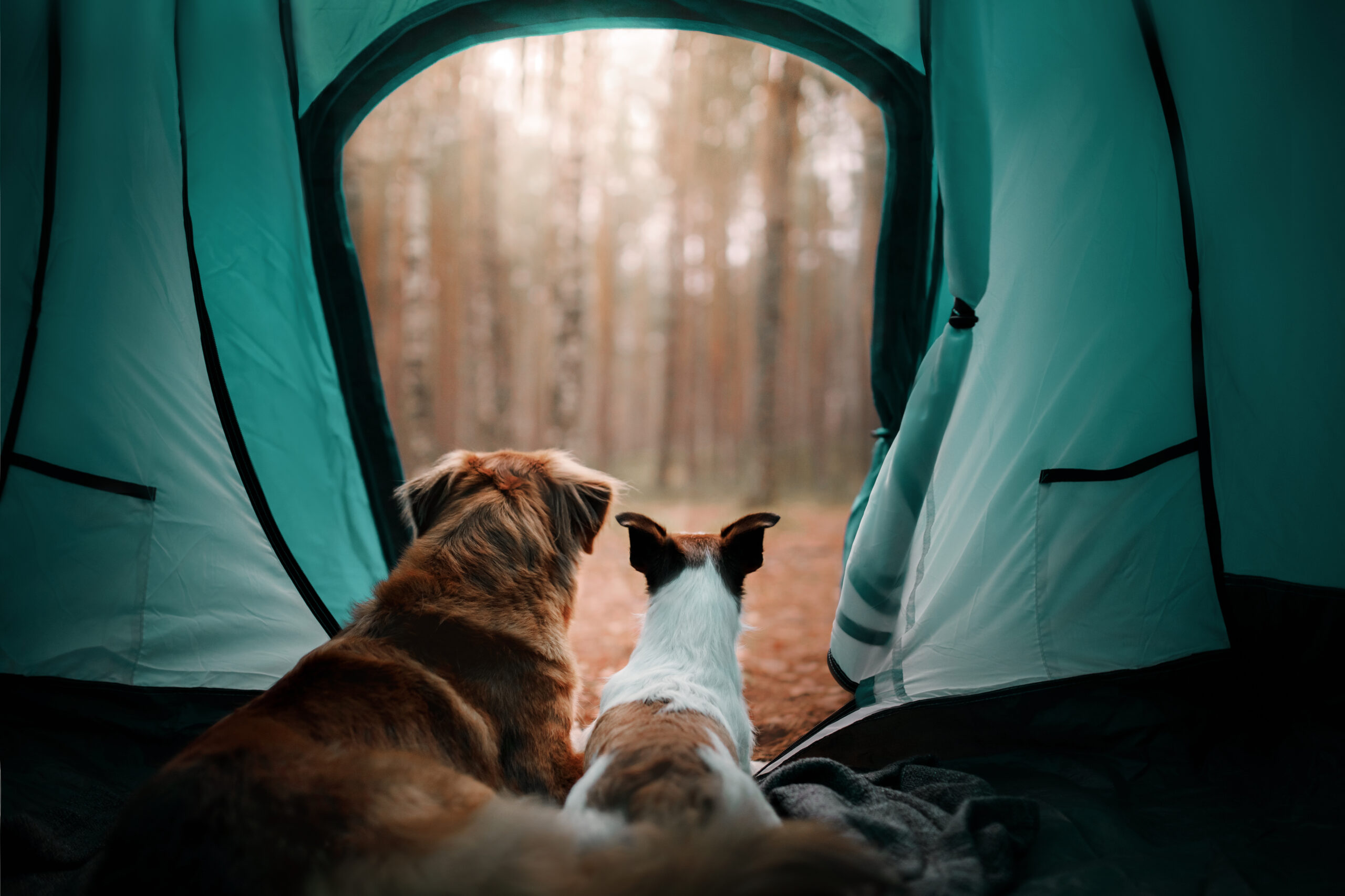 dog-camping-yellowstone-national-park-dog-friendly-hotels