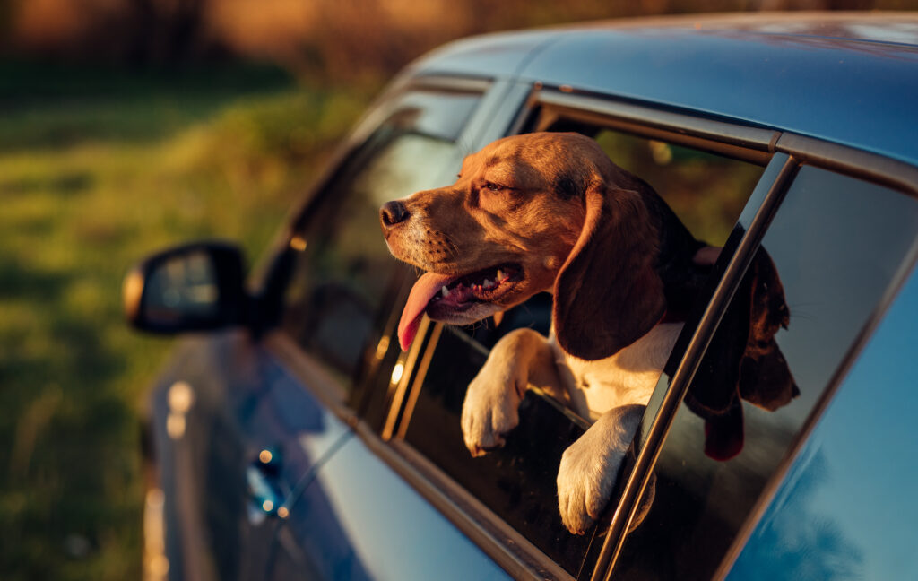 beagle-on-a-road-trip-are-dogs-allowed-in-yellowstone-national-park