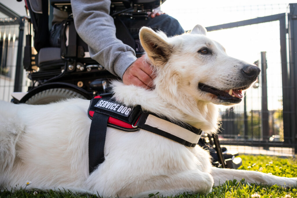 service-dog-next-to-wheelchair-are-dogs-allowed-in-yellowstone-national-park