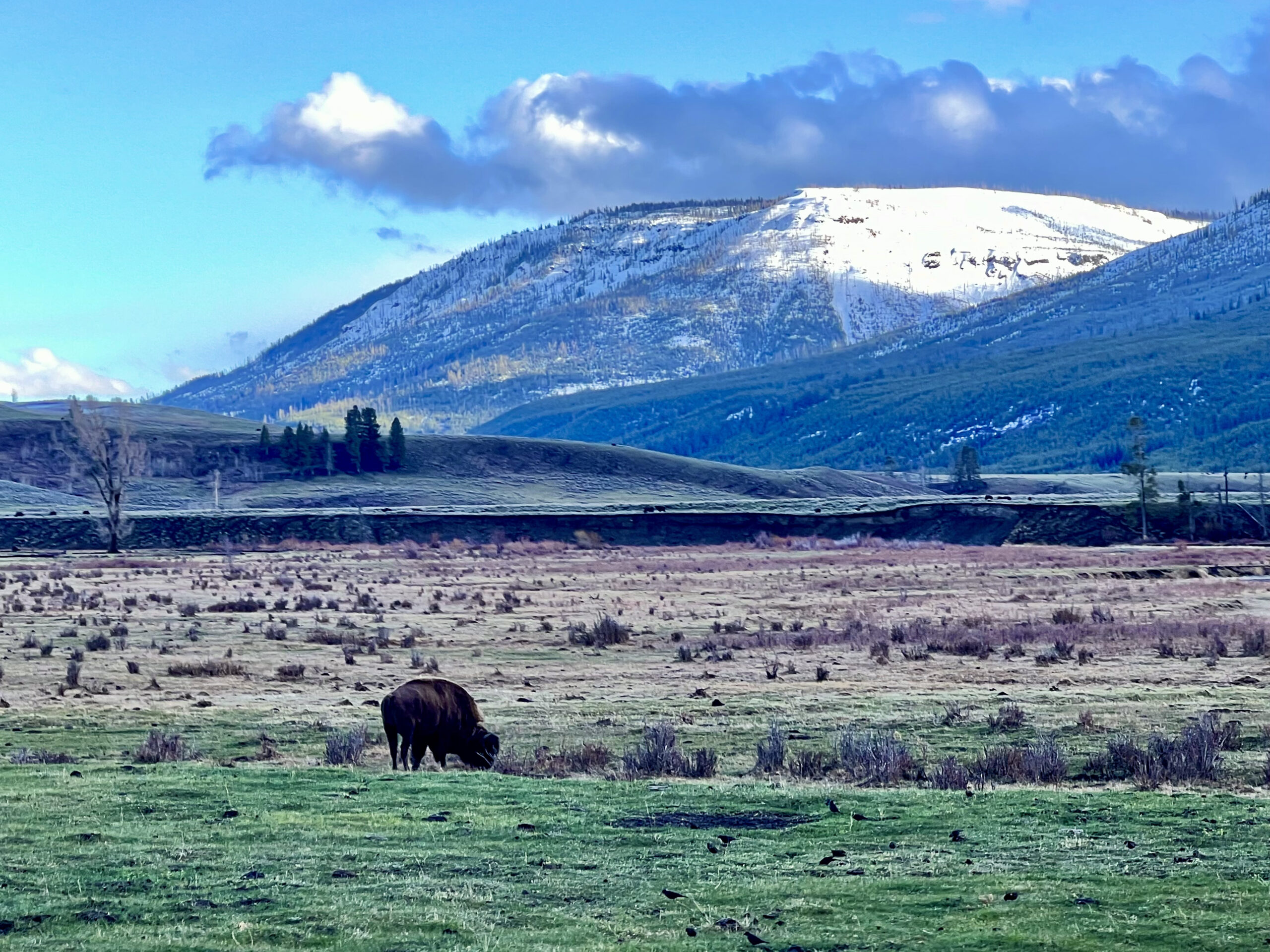 bison-grazing-Lamar-valley-yellowstone-national-park