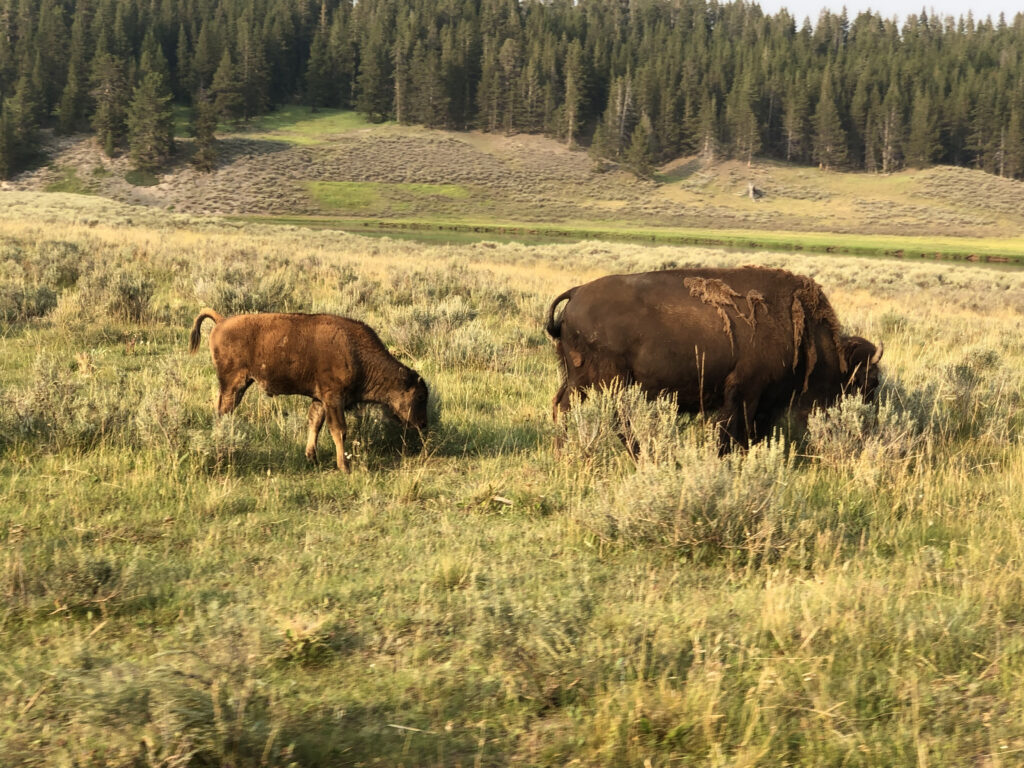 bison-with-calf-grazing-hayden-valley-yellowstone-national-park