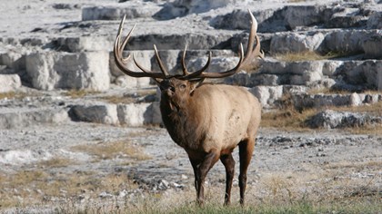 elk-bull-mammoth-terraces-hot-springs-yellowstone-national-park