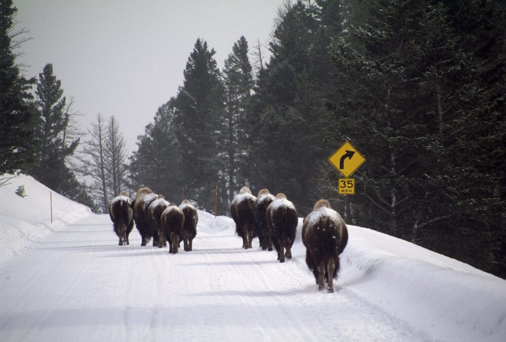 herd-of-bison-walking-on-snowy-road-yellowstone-national-park