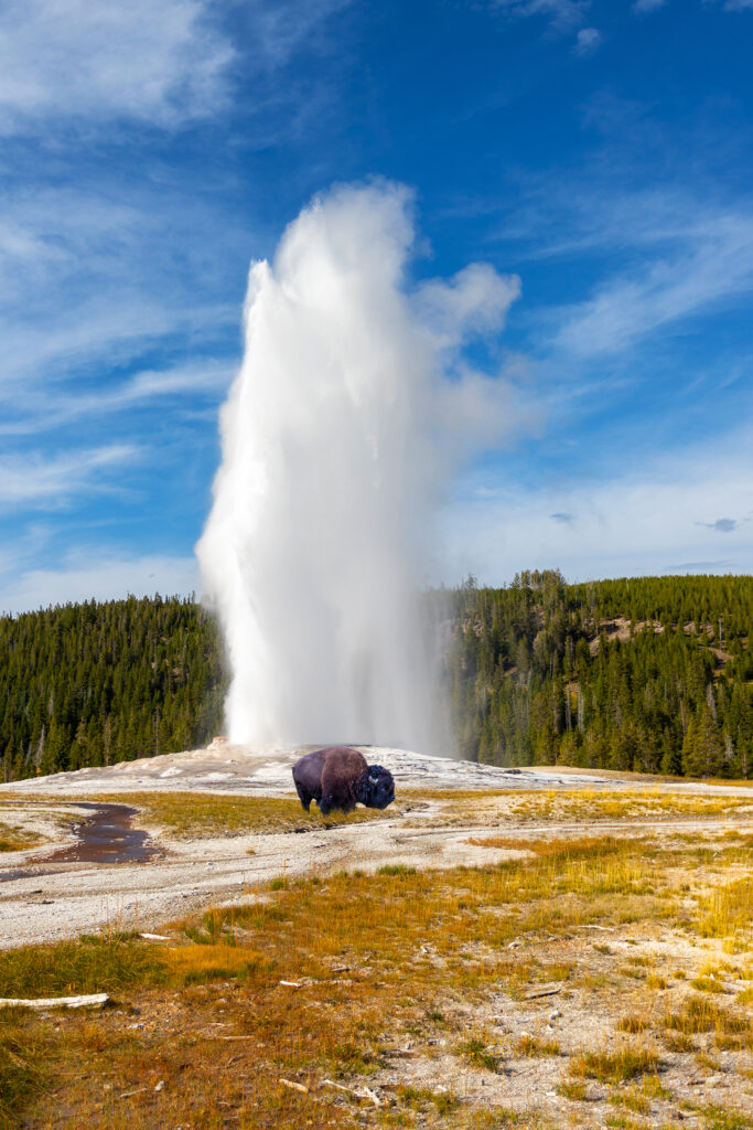 old-faithful-geyser-with-bison-yellowstone-national-park