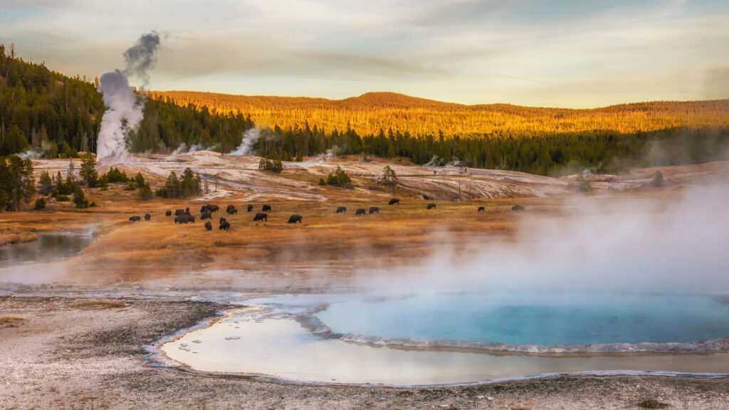Steam rising near the Firehole River from geothermal pools and geysers yellowstone national park