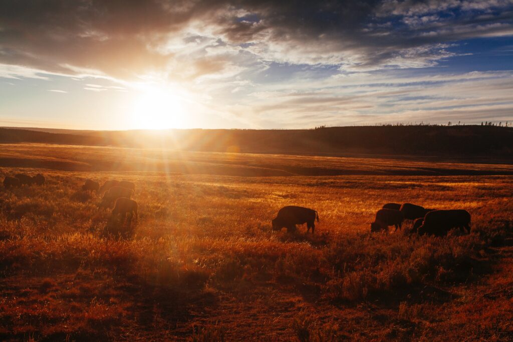 hayden-valley-bison-grazing-yellowstone-national-park