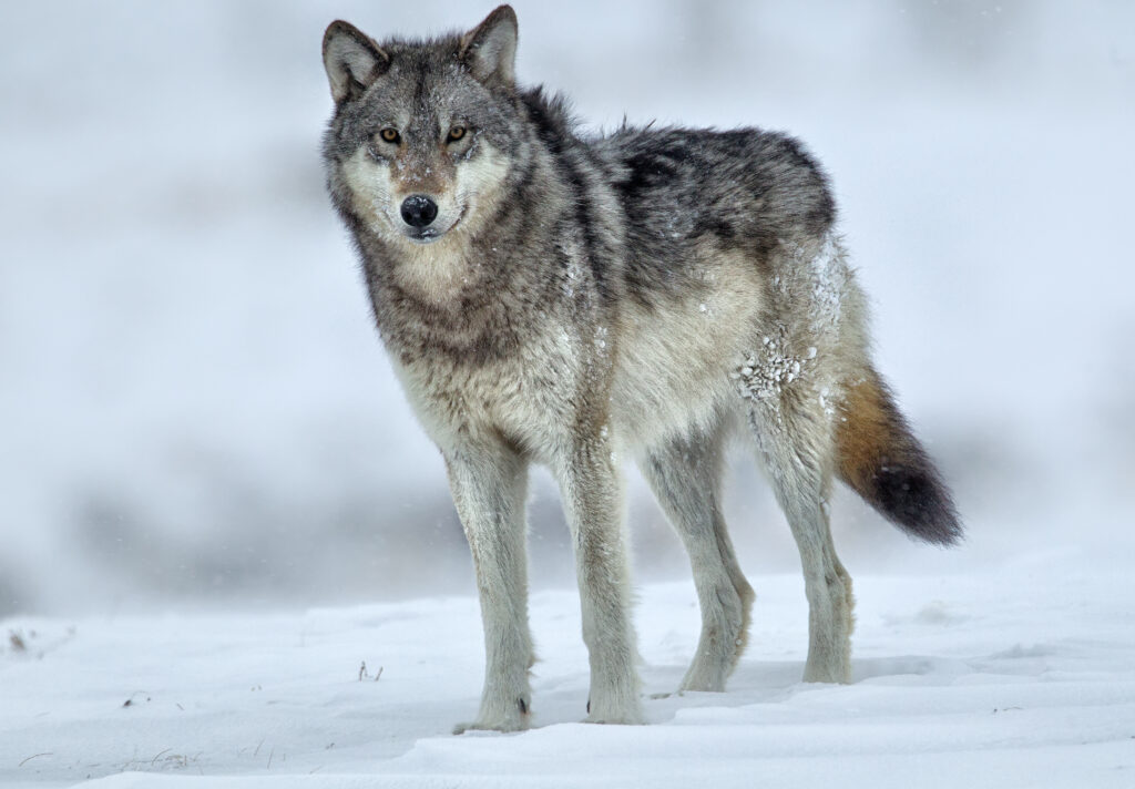 grey-wolf-standing-in-the-snow-yellowstone-national-park-winter