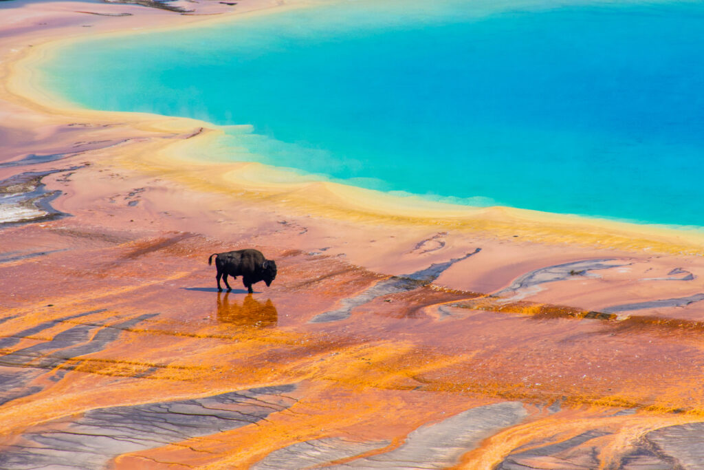 bison-at-grand-prismatic-spring-yellowstone-national-park