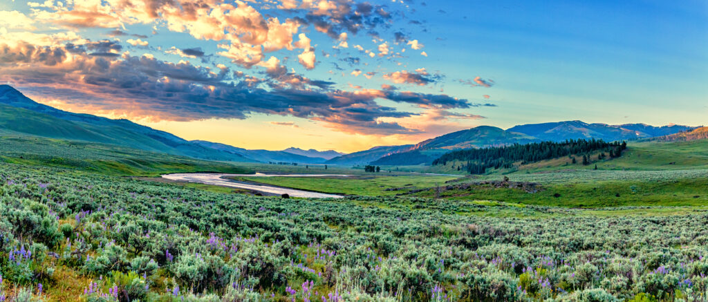 Lamar Valley Yellowstone National Park in summer