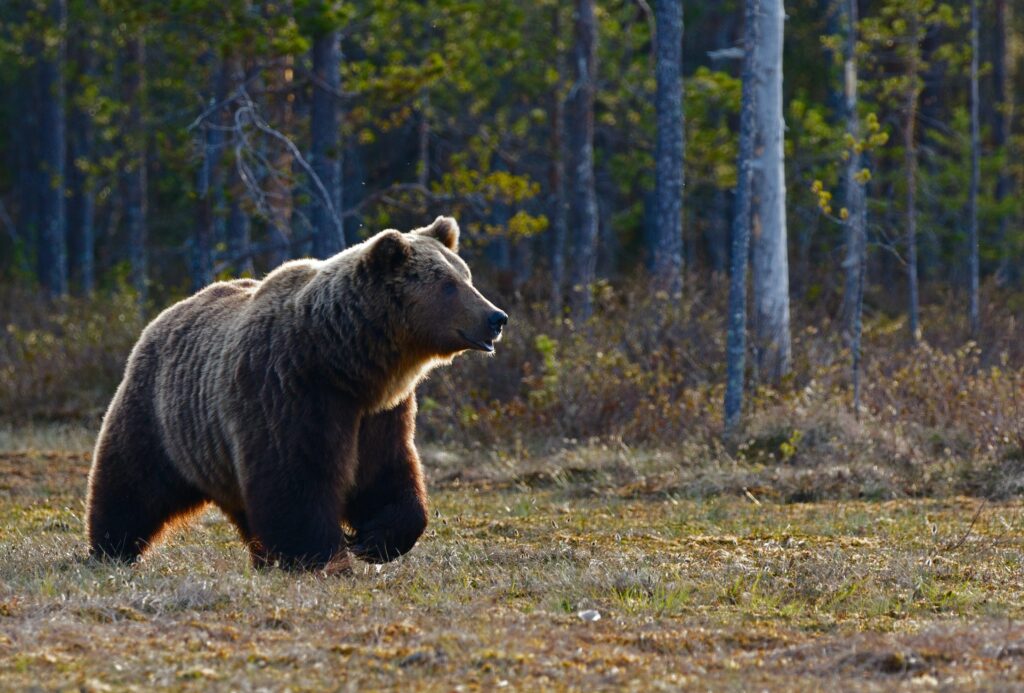 grizzly-bear-in-yellowstone-national-park-travel-guide